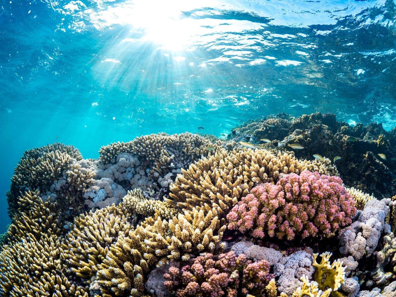 Red Sea Coast Road Trip: 14-Day Saudi Itinerary