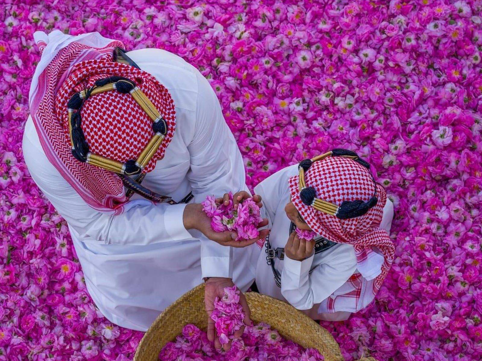 Taif: The Rose City — Complete Travel Guide 2026